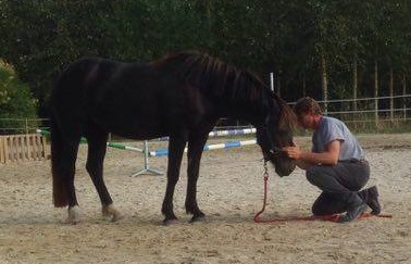 Communication avec le cheval Communication avec le cheval