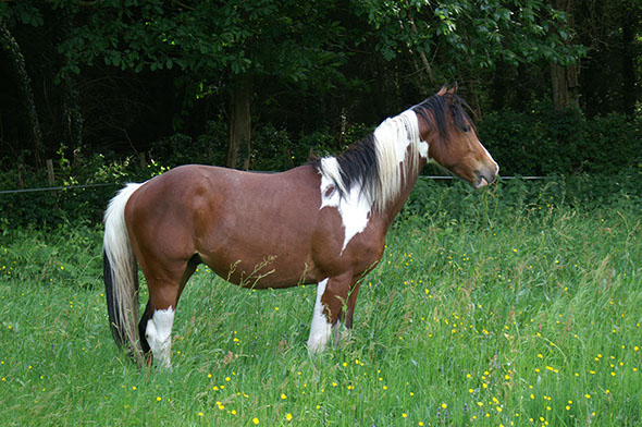 Cheval Vasco; encore poulain