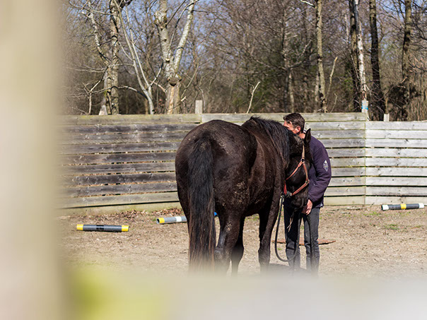 Débourrage lusitanien. Québriac