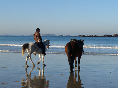accompagnement chevaux
