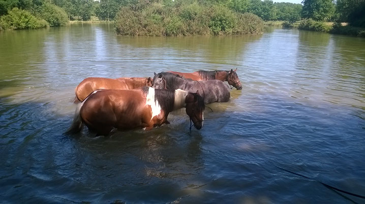 chevaux étang Ille et Vilaine. Québriac